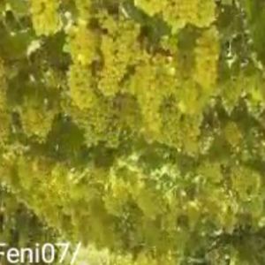 Meet your Posher, Nur